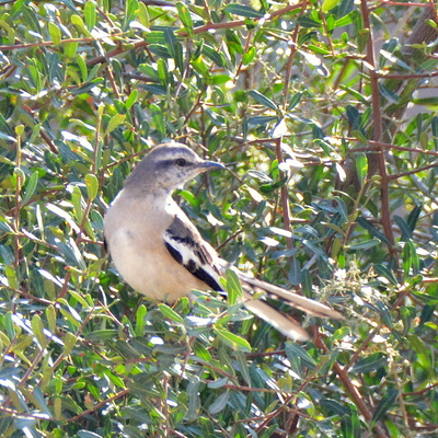 White-Banded Mockingbird (2)